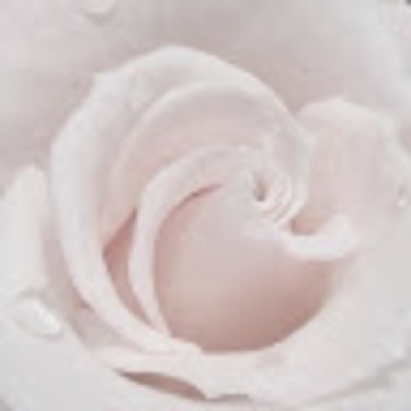 petalsletters